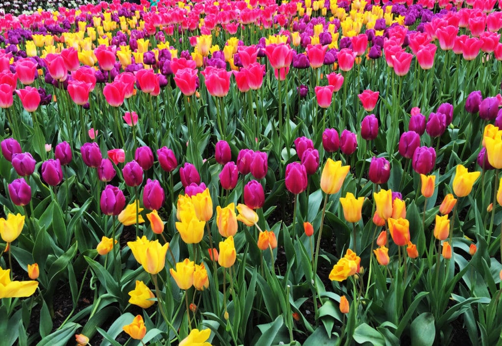 There are millions of flowers at the Skagit Valley Tulip Festival La Conner for visitors to see.