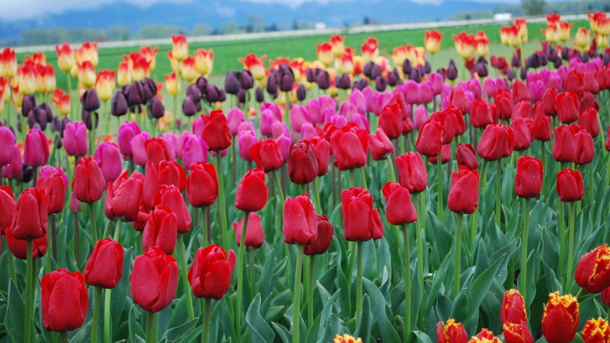 skagit valley tulip fields