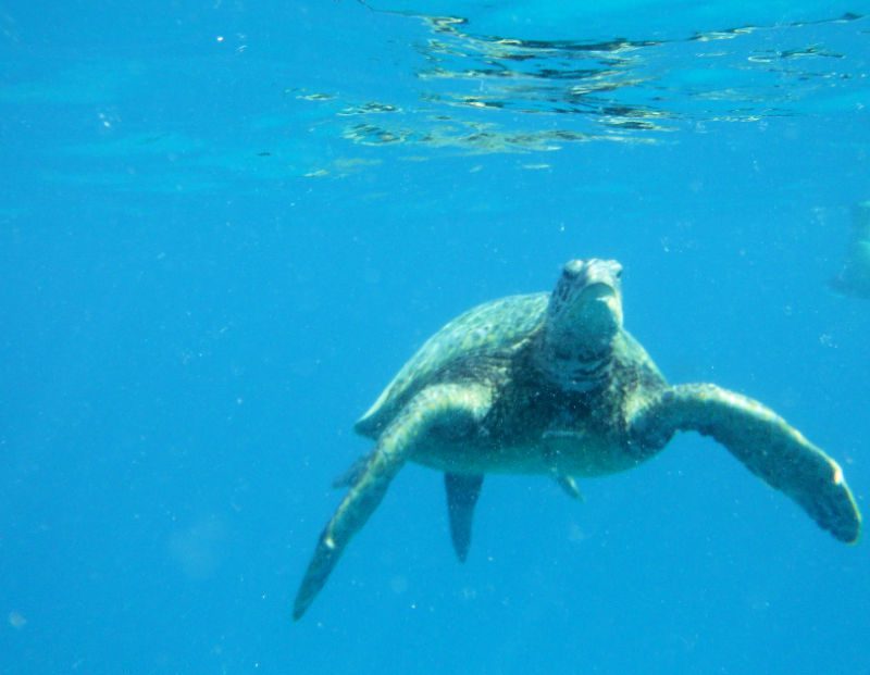 swimming with turtles is one of the best things to do on oahu with kids
