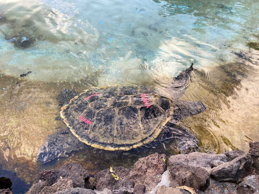 giant sea turtle at the Sea Life luau in Oahu, Hawaii