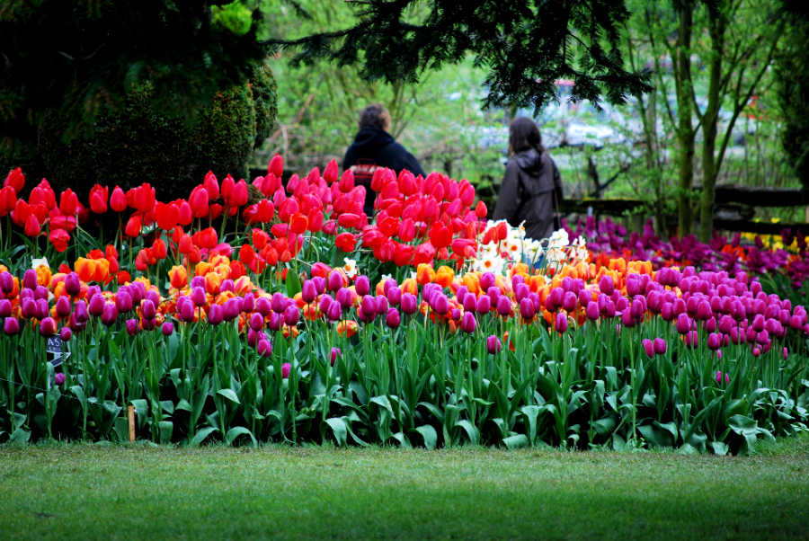There are many hotels near the Skagit Tulip Fields to choose from