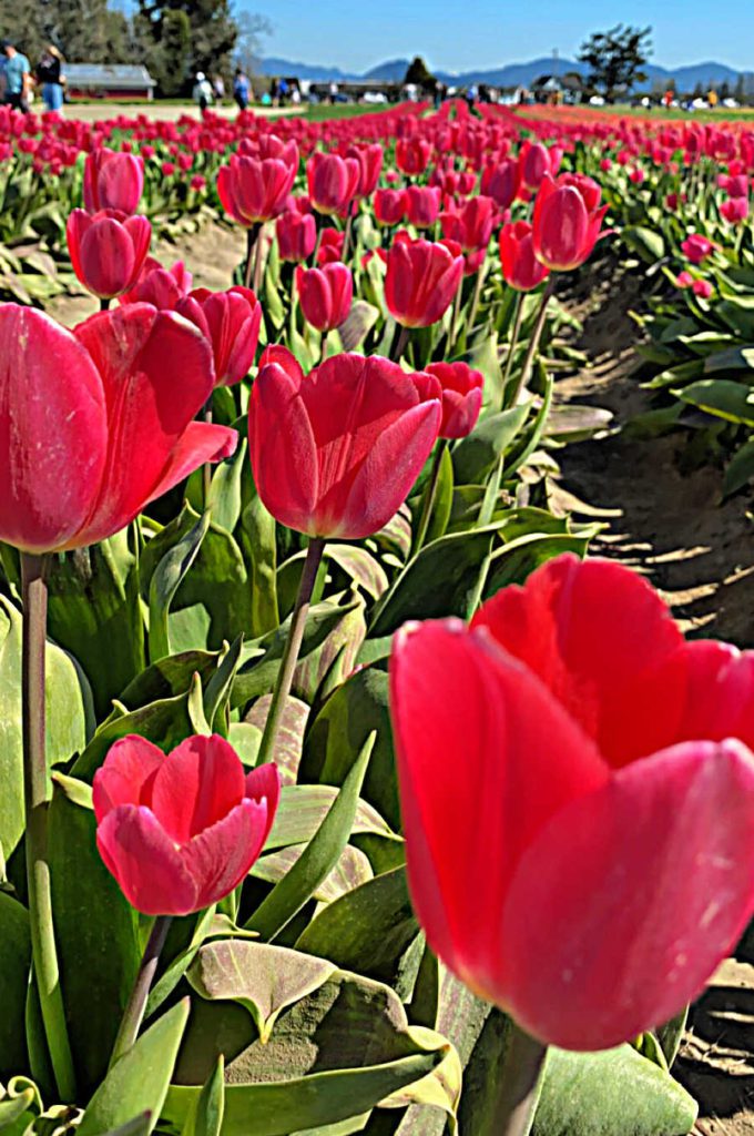 book early for the best hotels near the Skagit Tulip Fields