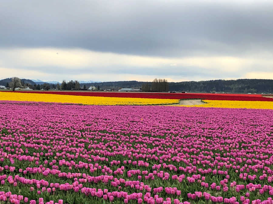 tulip fields in Skagit Valley