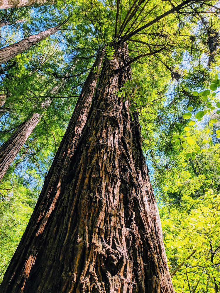 tour Muir Woods National Monument to see the giant redwood trees.
