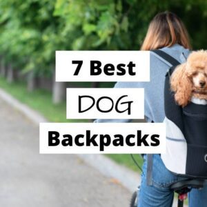 7 best dog backpacks