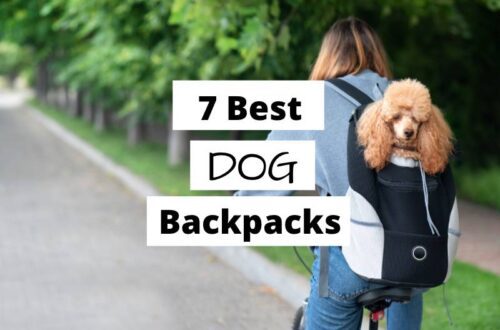 7 best dog backpacks