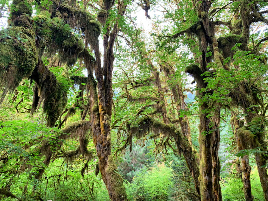 Forks is part of the Olympic National Park and has lush green forests