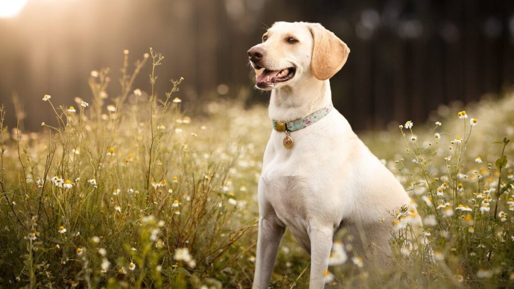 smiling mutt dog in field - msn