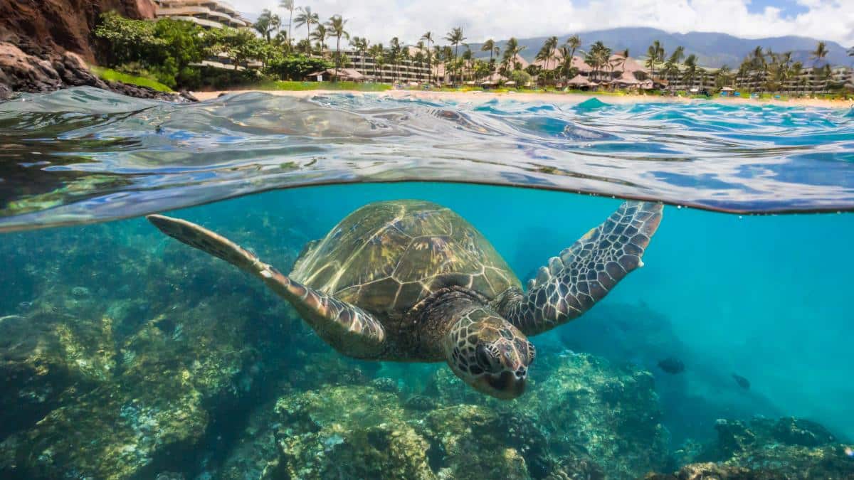 turtle at Sheraton Maui Resort and Spa