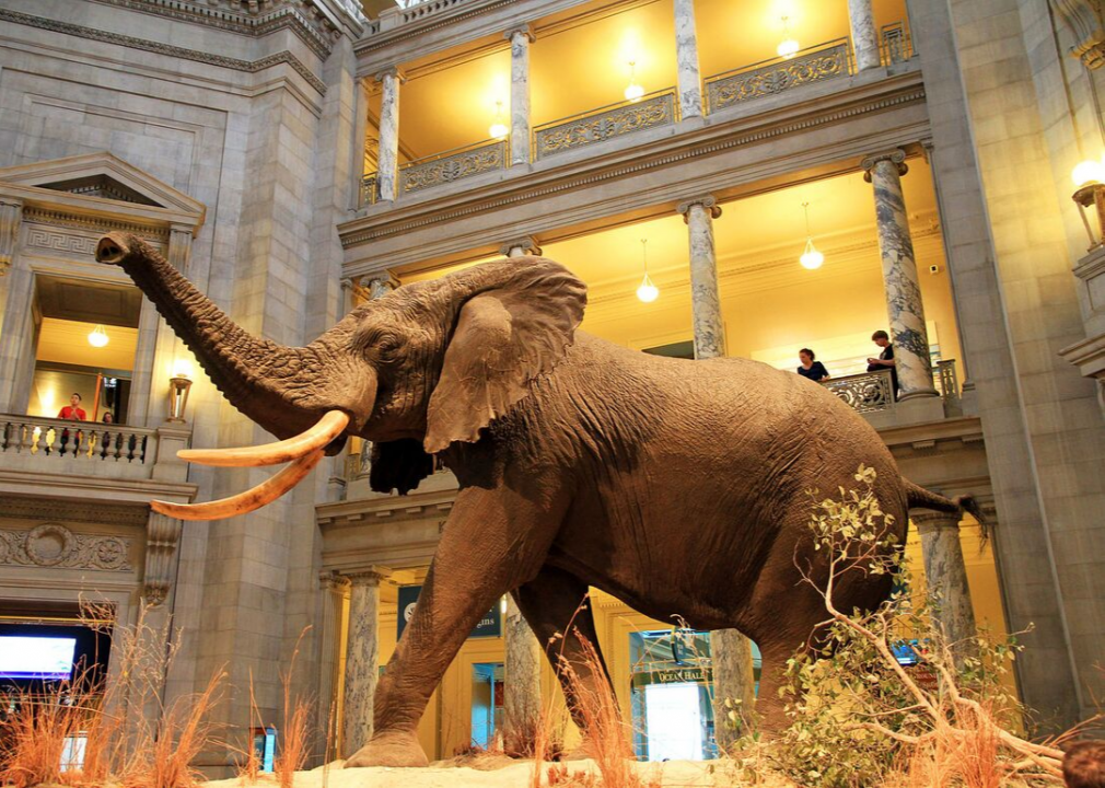 Elephant in Museum of Natural History