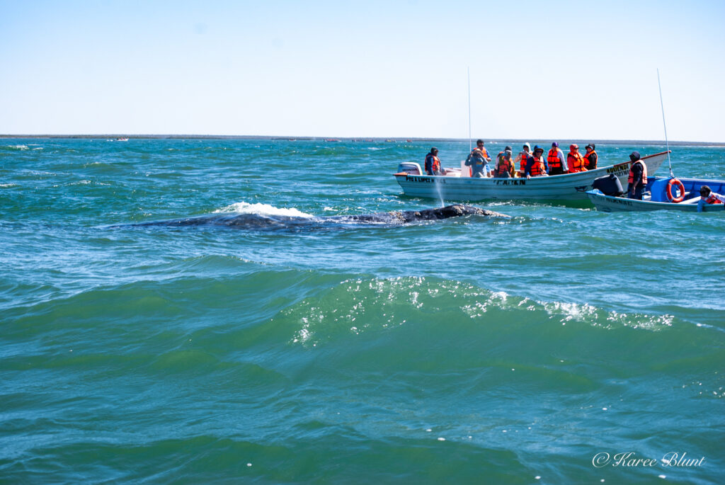 grey whale next to boat