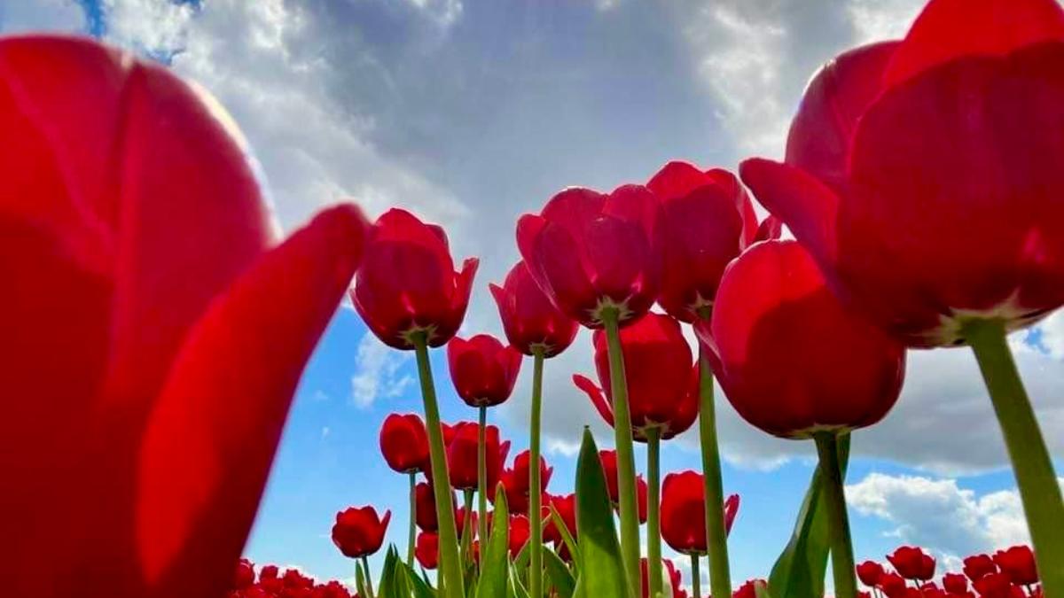 red tulips in field