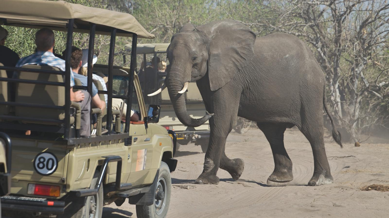 Botswana tourist with elephant