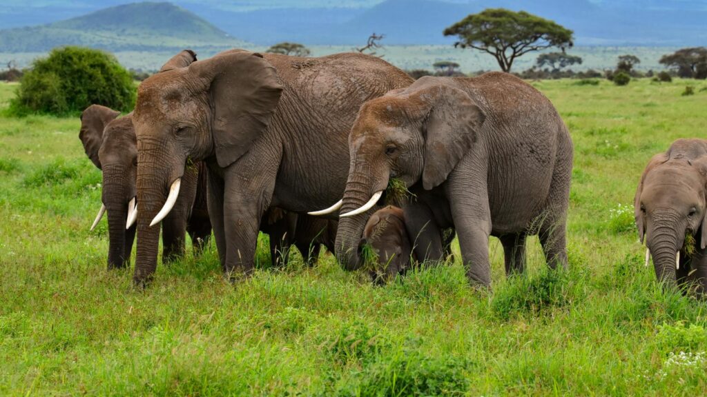 elephants in Sarfari in Amboseli, Kenya