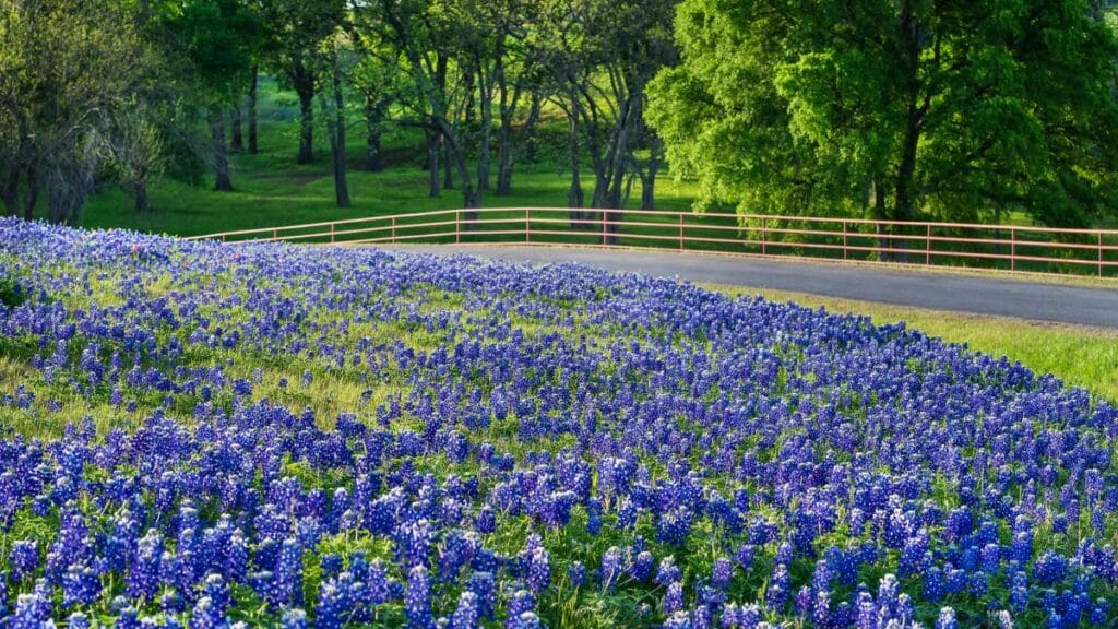 bluebonnets in Texas