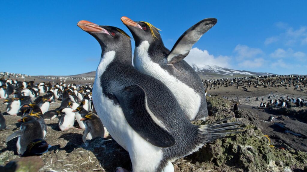 penguins in South Sandwich Islands
