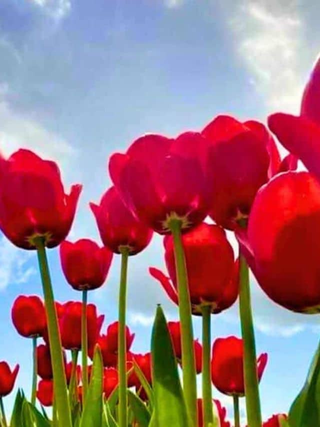 Tulip Trivia How Much Do You Really Know Our Woven Journey