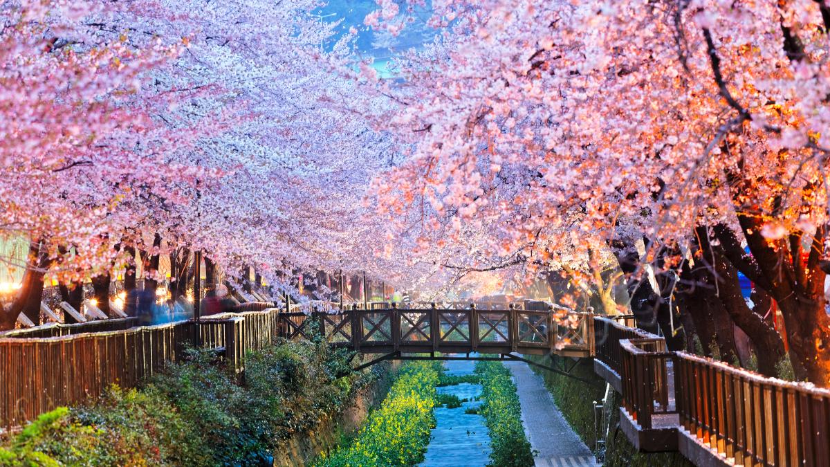 Busan cherry blossoms
