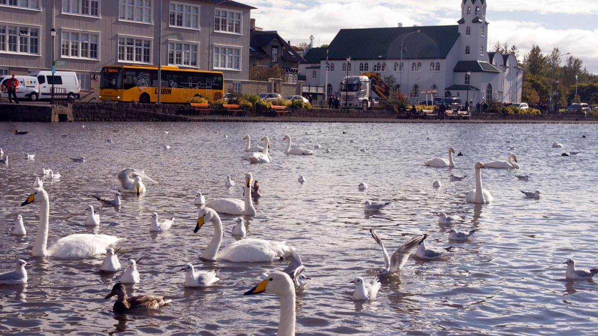 swans in Reykjavik