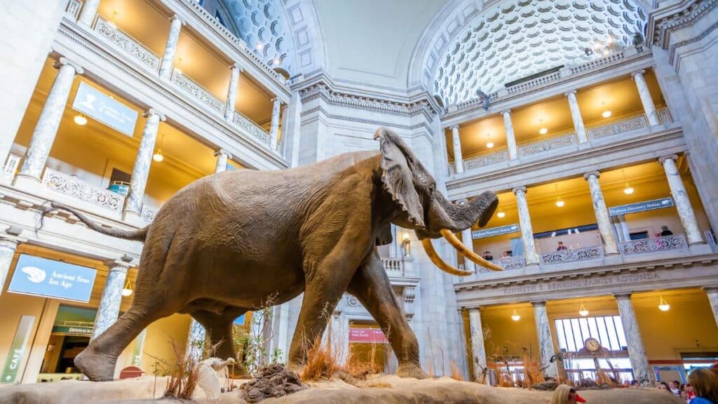 elephant in museum