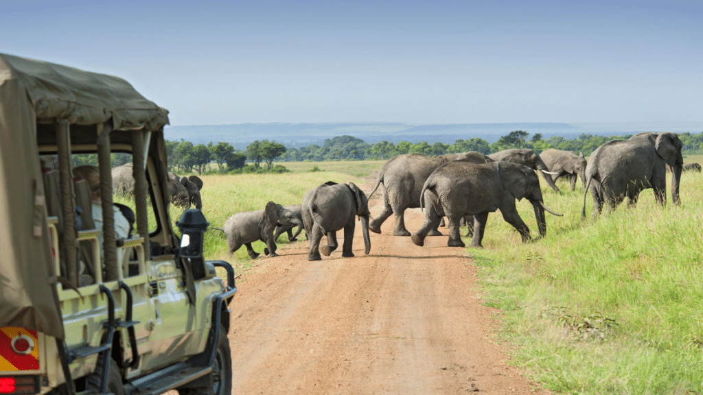 Safari cars are following a large African Elephants Loxodonta In the plains of the Masai Mara