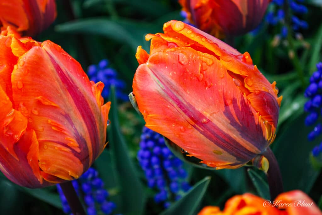 orange tulips close up