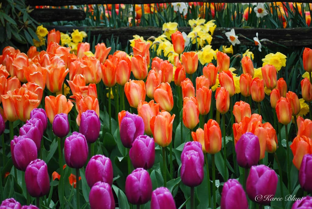 tulips in skagit valley display garden