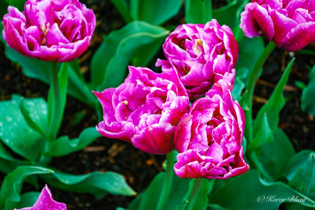 purple frilled edges tulips close up