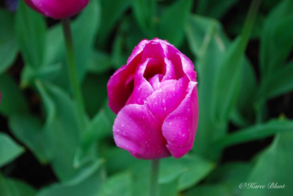 purple tulip close up