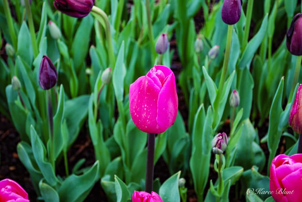 single pink tulip close up