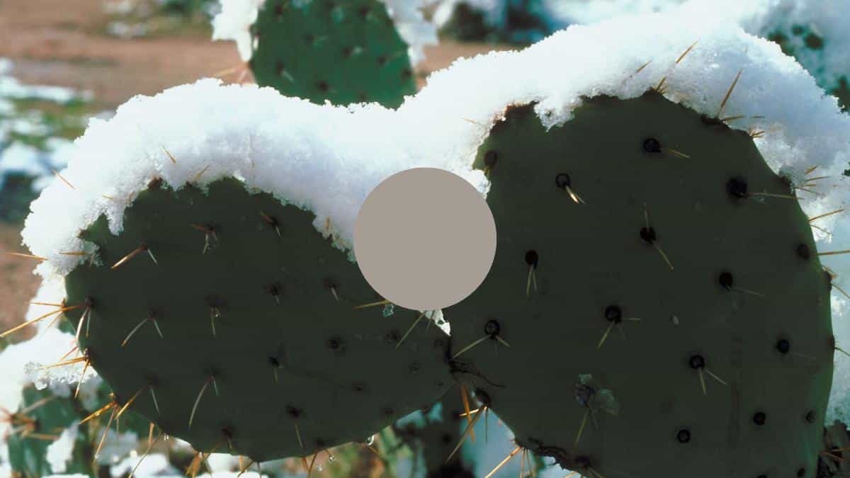 snow on Cactus