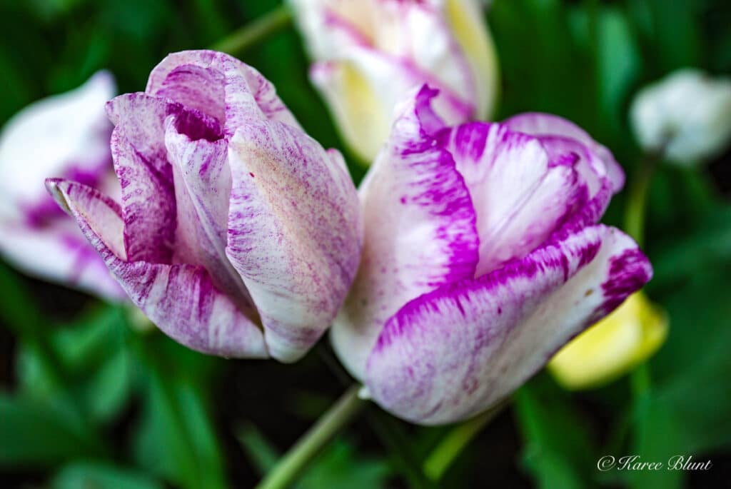 white with purple tulips close up