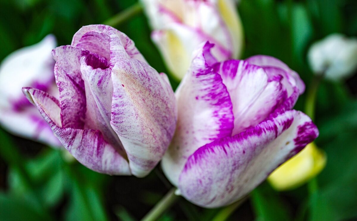 white with purple tulips close up