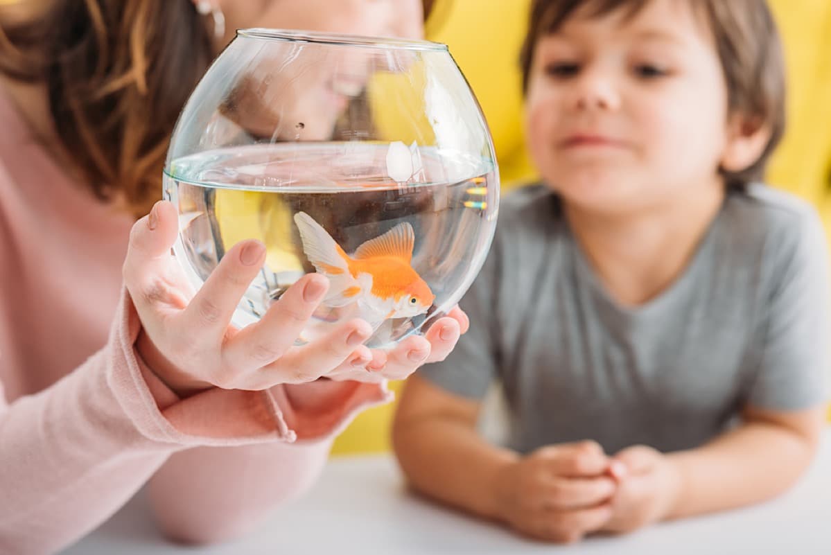 fish in aquarium