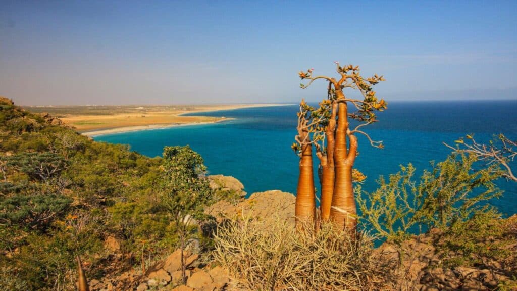 Desert Rose trees in Socotra Island of Yemen