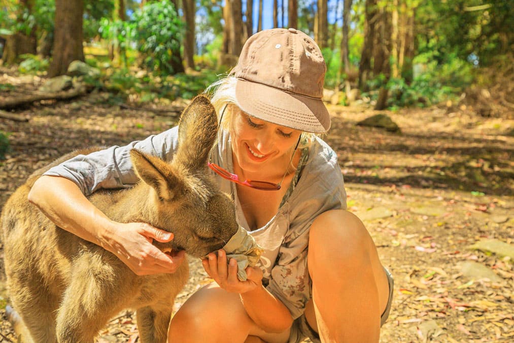 Caucasian smiling woman feeding kangaroos from her hand outdoor. Australian marsupial animal in forests of Tasmania in Australia.