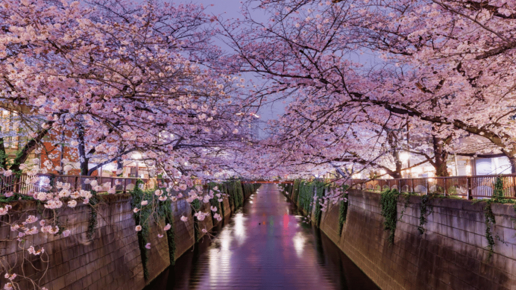 Cherry Blossom Festival - Tokyo, Japan