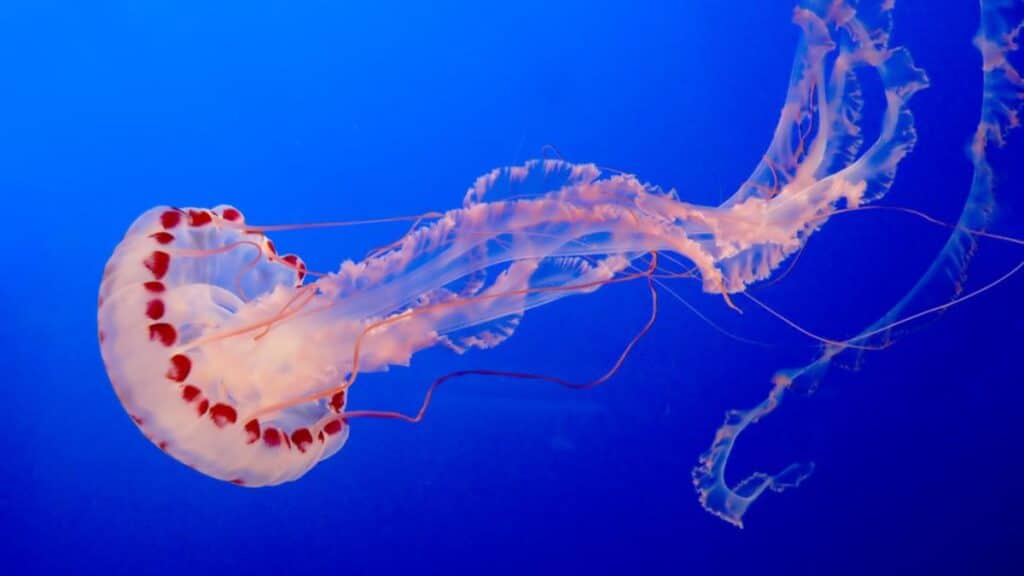 Jellyfish - DP