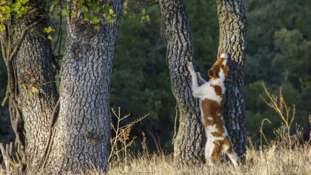 hunting dog barking up tree - Sherry SchollShutterstock