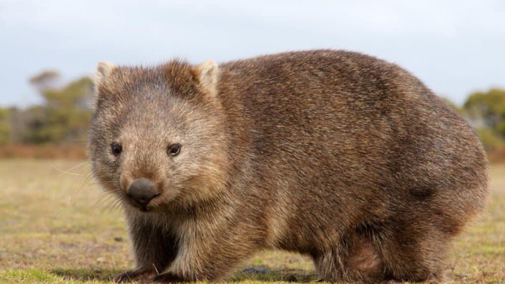 wombat - DP
