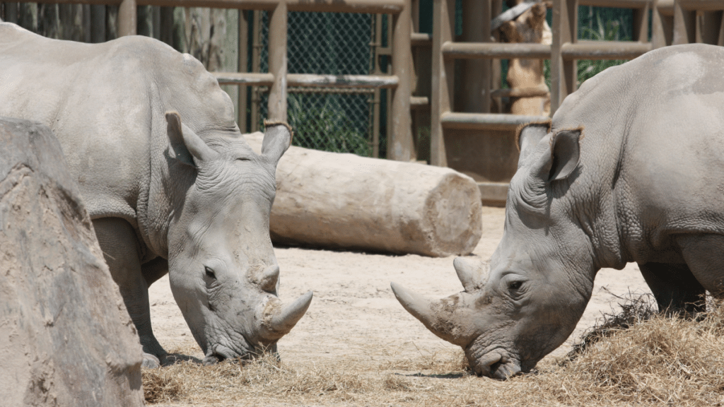 two rhinoceroses at the houston zoo, texas