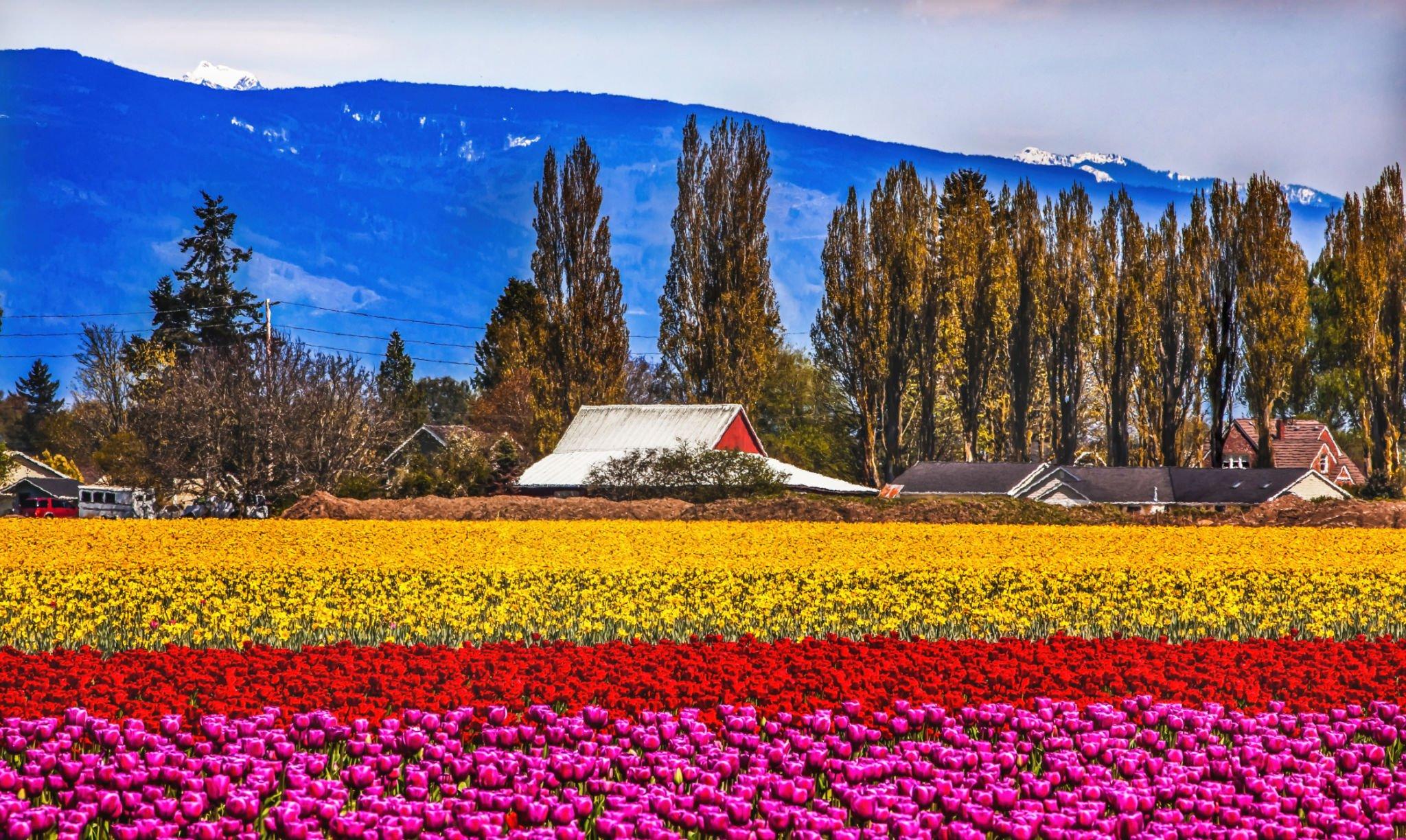 Skagit Valley Tulips