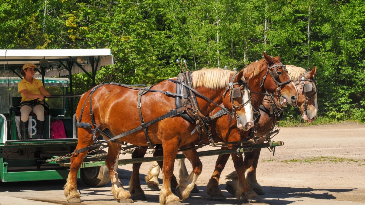 horses on Mackinac Island