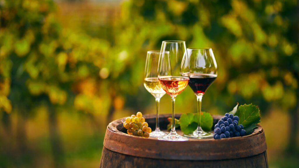wine and grapes in vineyard -