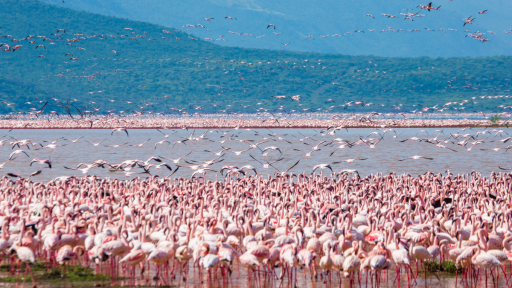 Lake Nakuru, Kenya