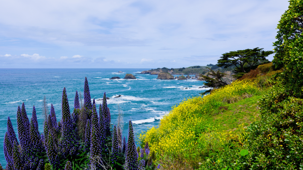California Coast in Mendocino