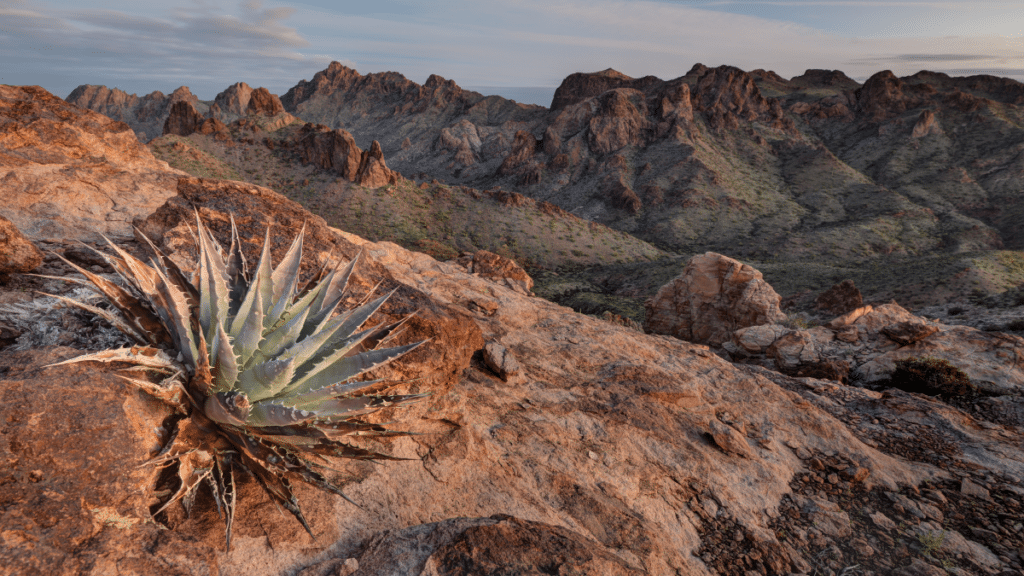 Kofa National Wildlife Refuge