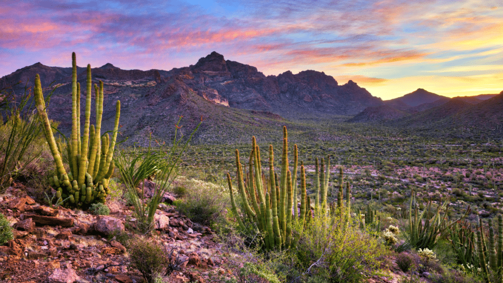 Organ Pipe Cactus National Monument