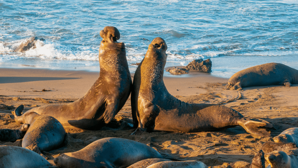 Piedras Blancas Elephant Seal Rookery
