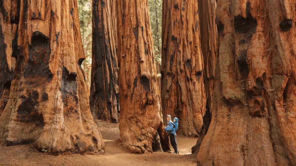Sequoia national park in California, USA